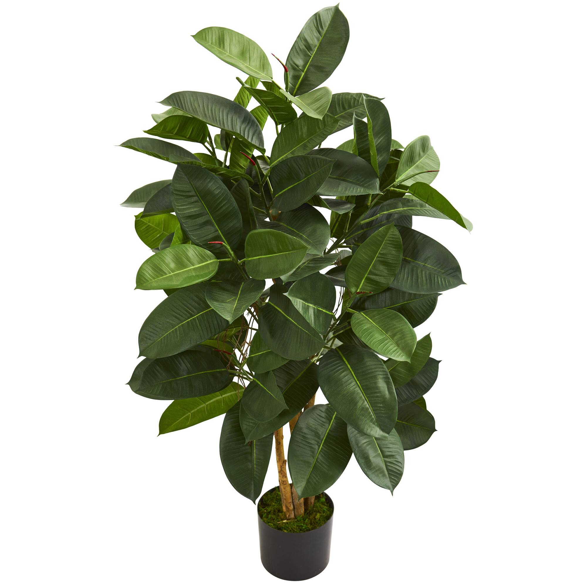 4ft. Potted Oak Ficus Tree